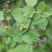 Salvia tiliifolia Vahl